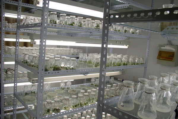 組培室受污染的原因以及有哪些污染源