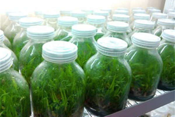 常用的組培儀器有哪些用途以及使用方法