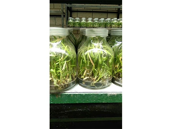 組培實(shí)驗(yàn)室