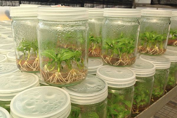 組培苗的培養(yǎng)方法有哪些