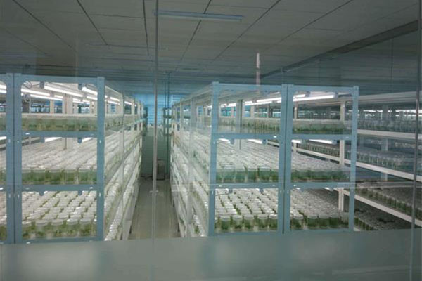 組培室應(yīng)具備哪些條件