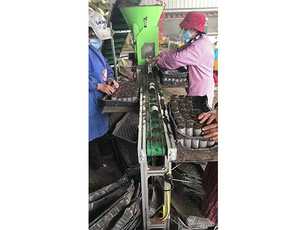 植物組織培養(yǎng)