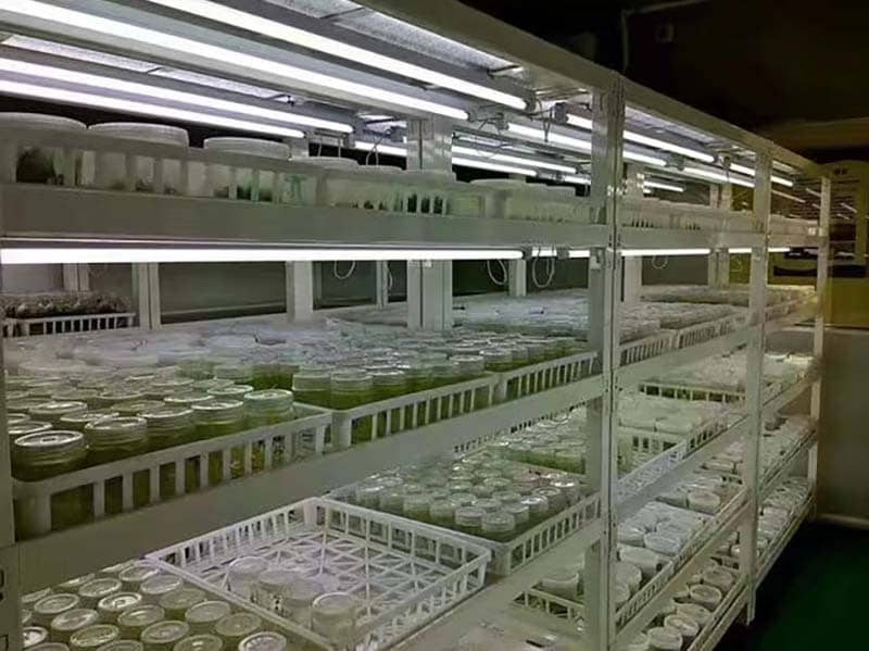 培養(yǎng)架、組培架、光照培養(yǎng)架