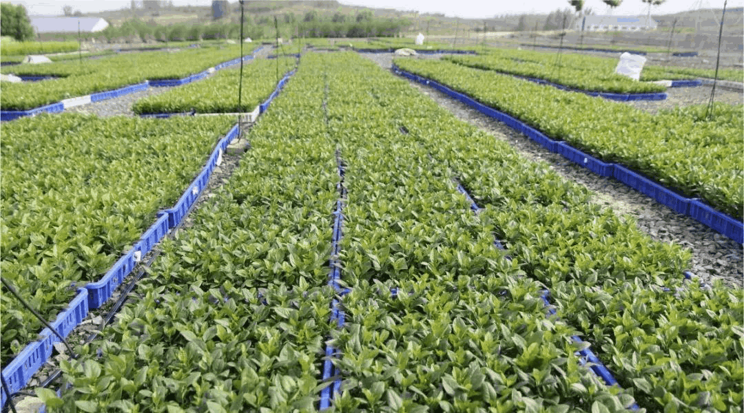 喬化、短枝、矮化蘋果樹(shù)在樹(shù)體上具有明顯的區(qū)別