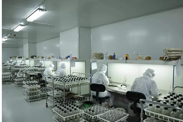 組織培養(yǎng)的條件和培養(yǎng)基制備注意事項