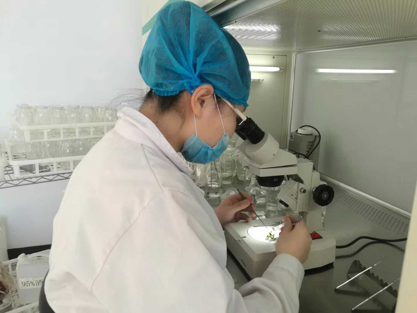 組培苗，組培，組織培養(yǎng)