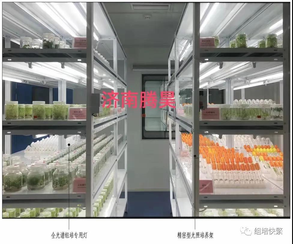 組織培養(yǎng)，組培架，組培疑問(wèn)